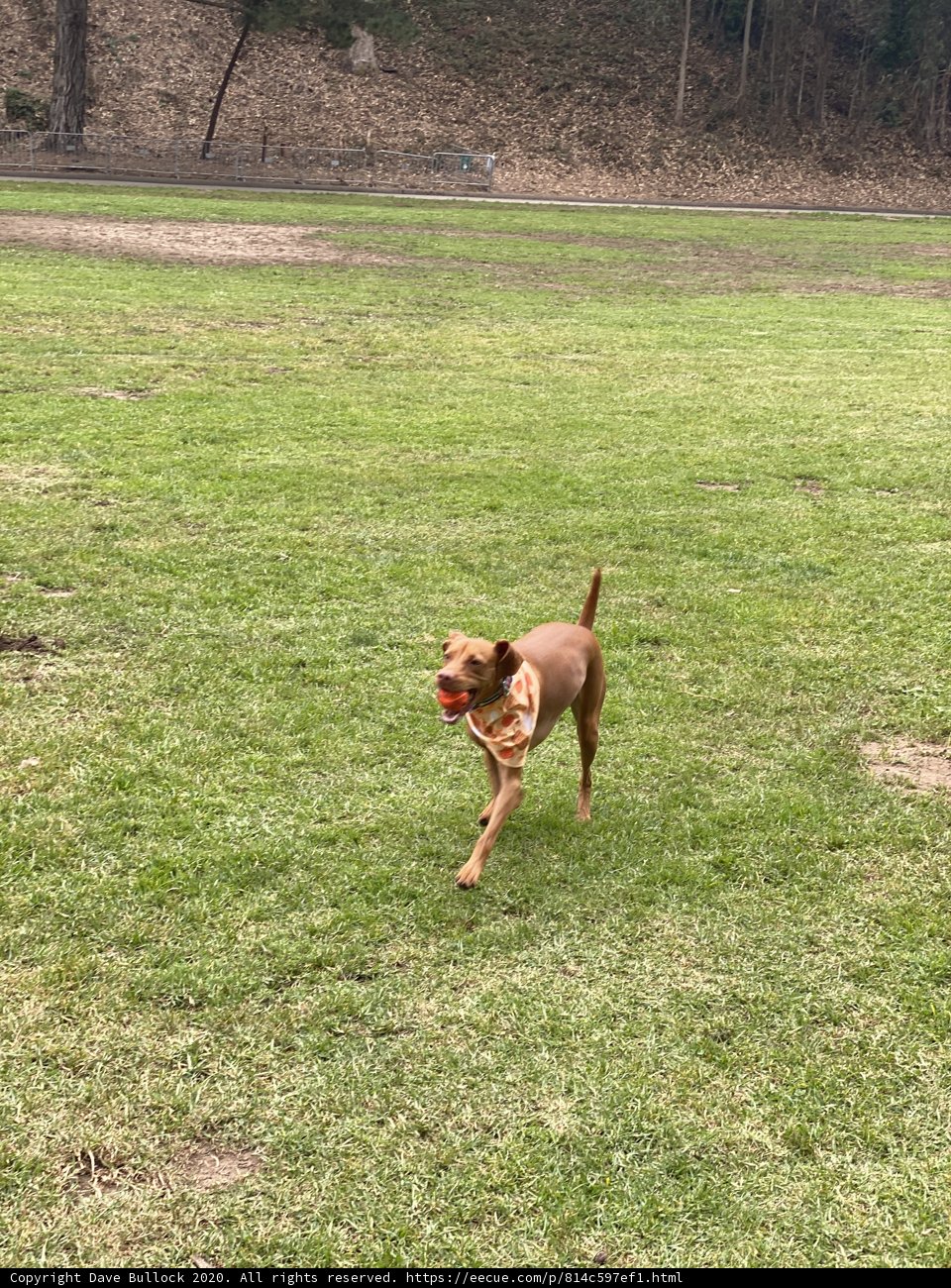 Playing Fetch at Pine Lake Park