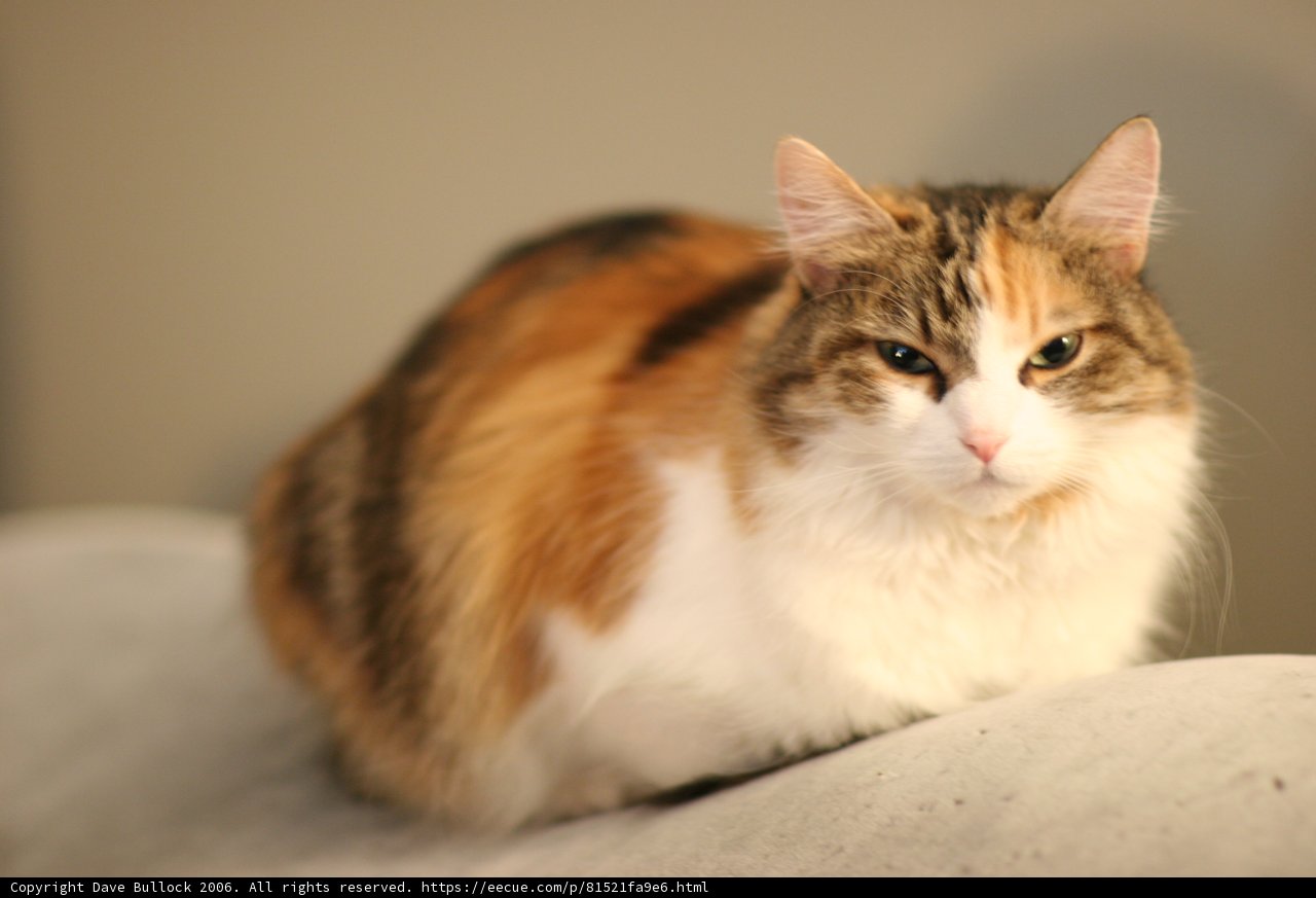 Cozy Cat on the Couch