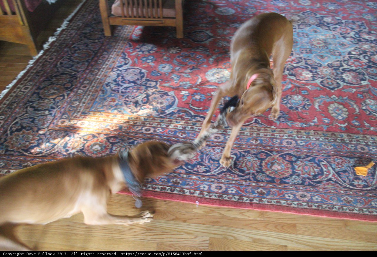 Pawsome Playtime on Wood Flooring