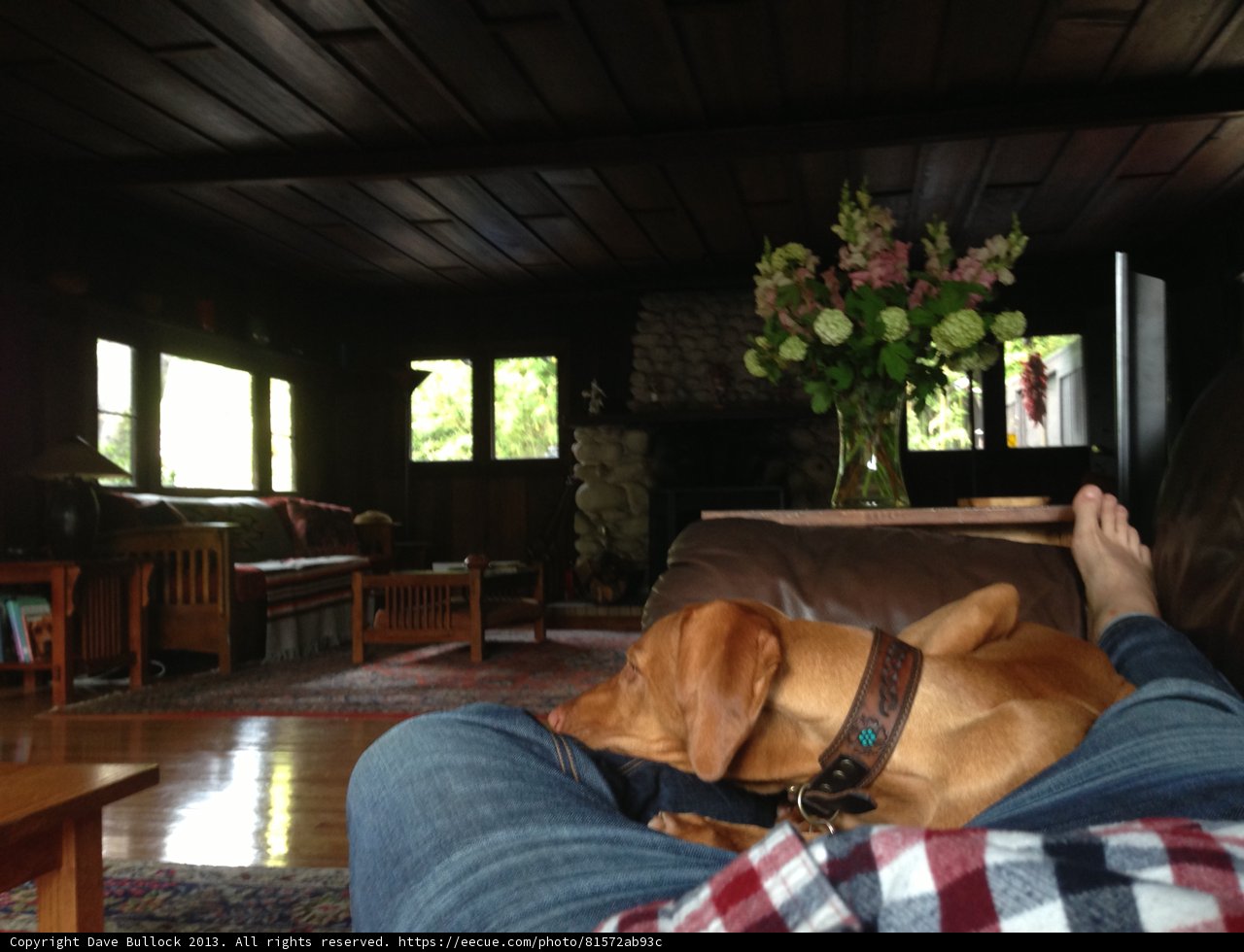 Furry Companion