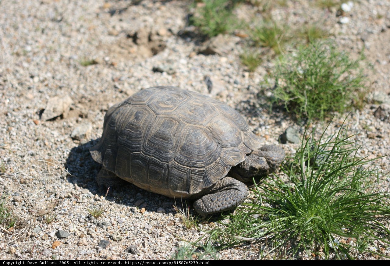 Slow and Steady Wins the Race