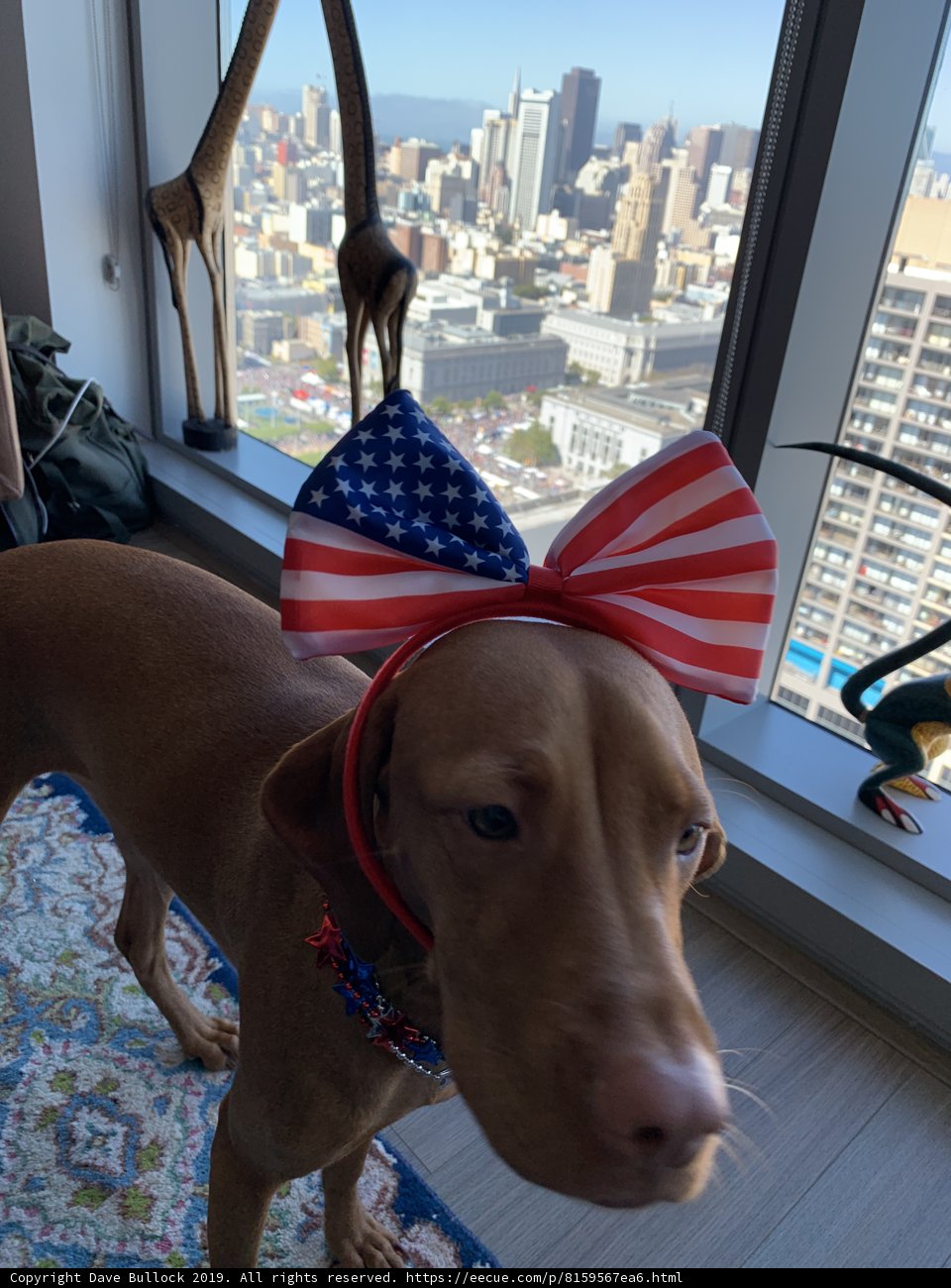 Patriotic Pooch