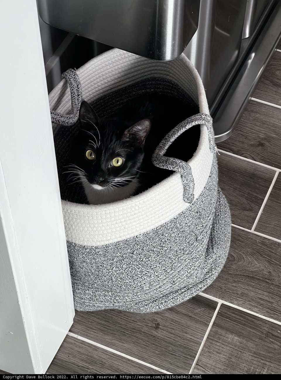 Basket Full of Cattitude