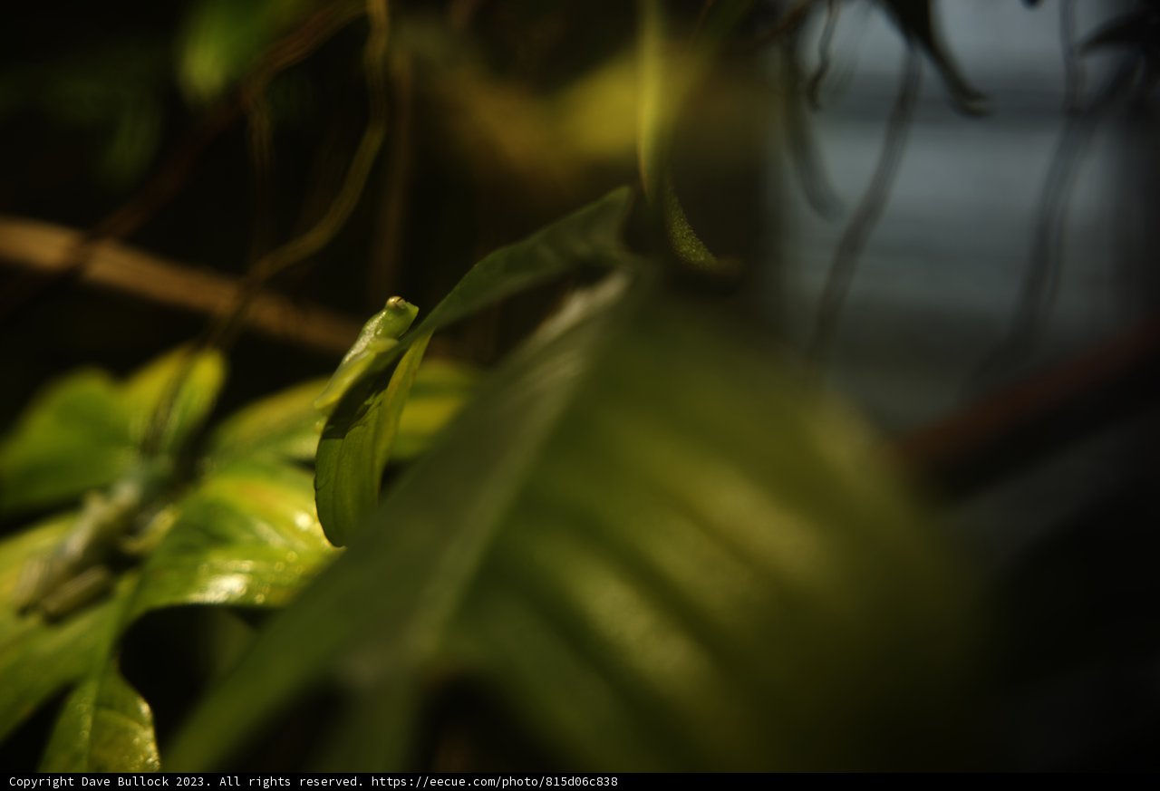 Hidden Reptilian Beauty in the Greenery