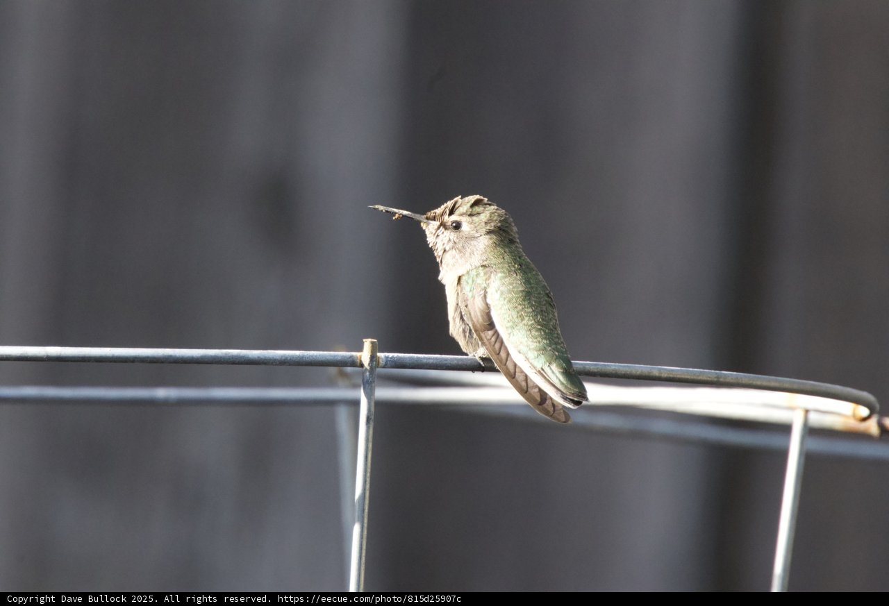 Perched Elegance