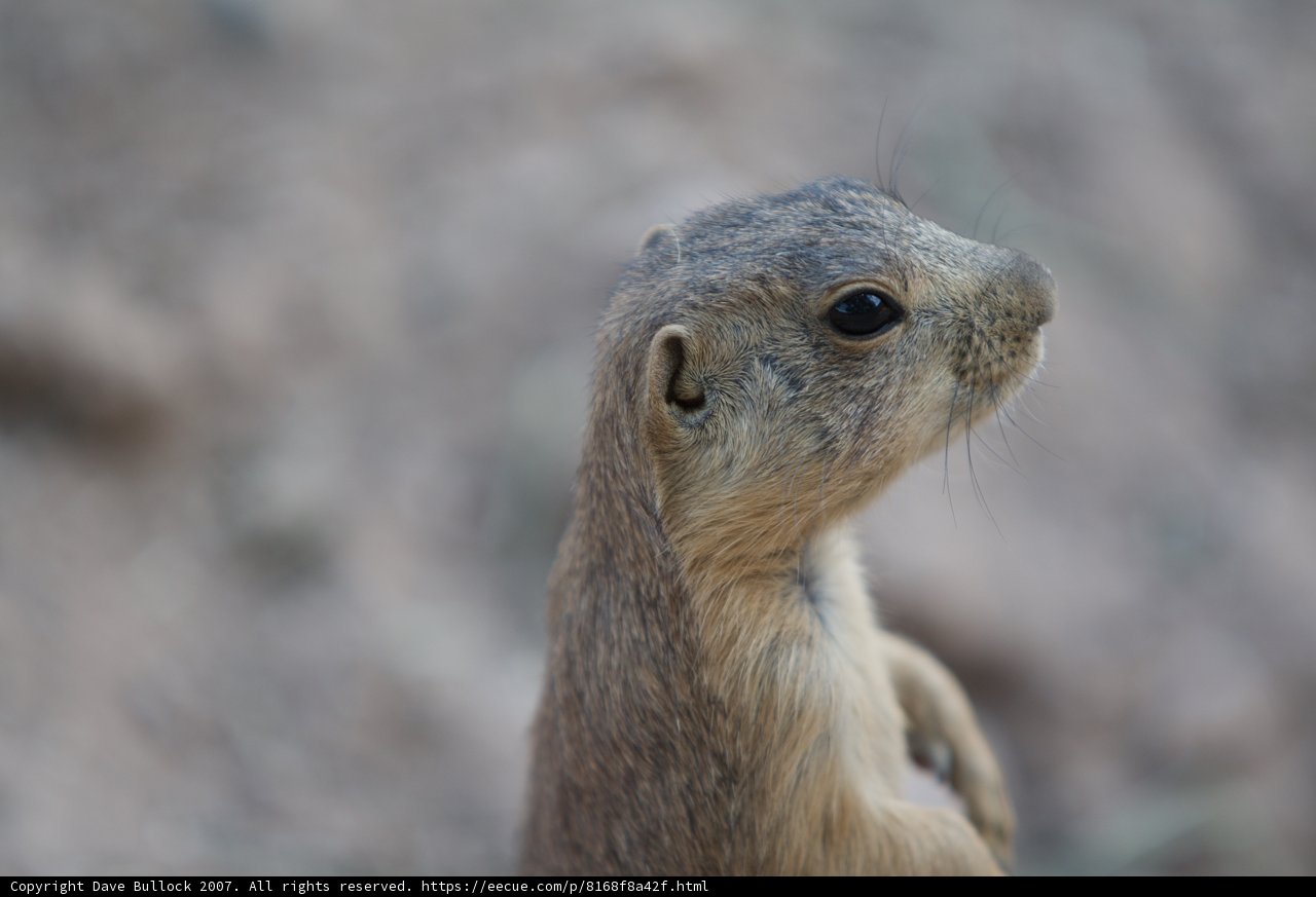 Curious Ground Squirrel