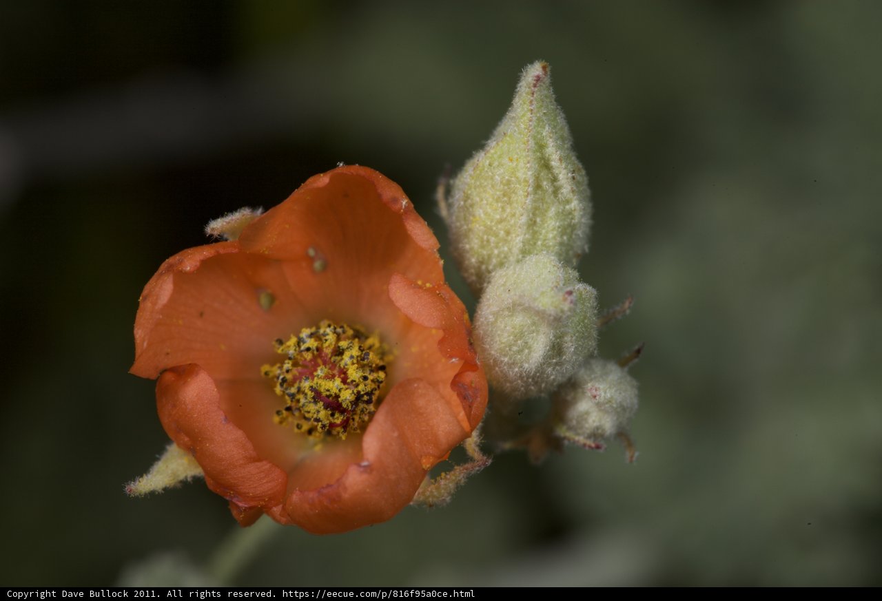 Vibrant Orange Geranium Flower