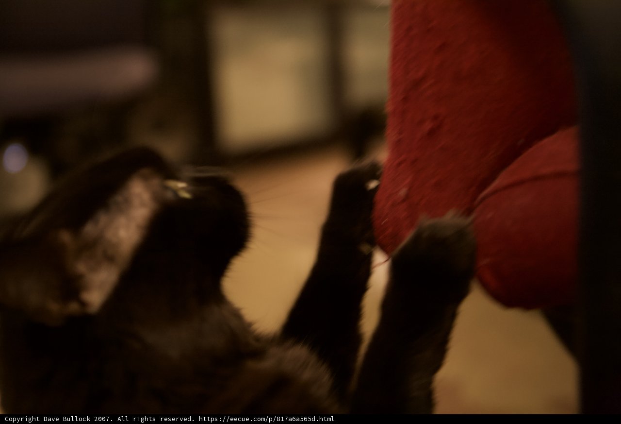 Cat's Curiosity with a Red Chair