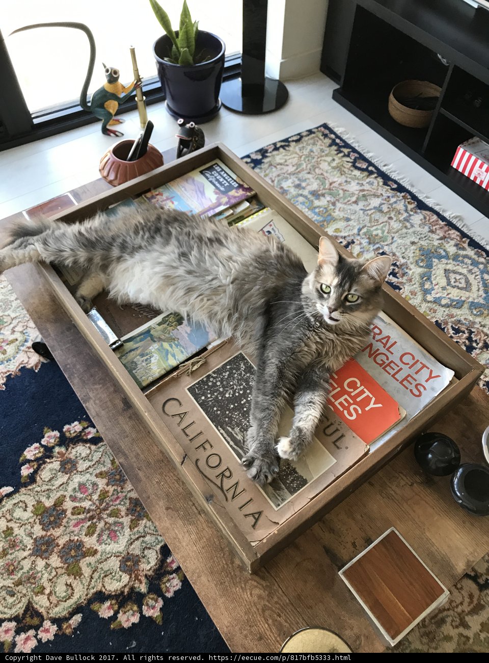 Feline Relaxation on Coffee Table