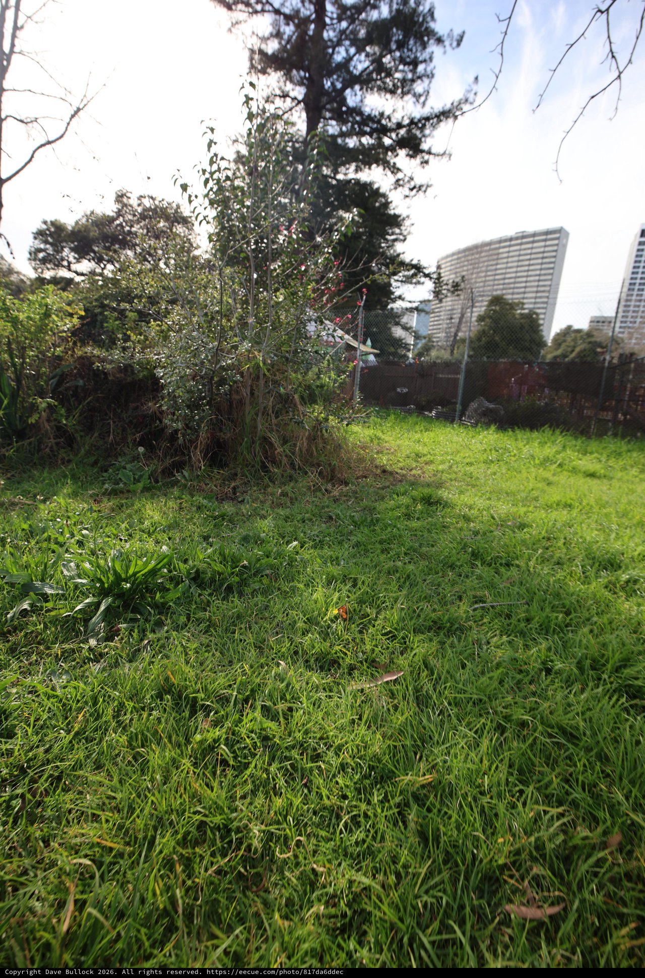 Urban Green Space with High-Rise Backdrop