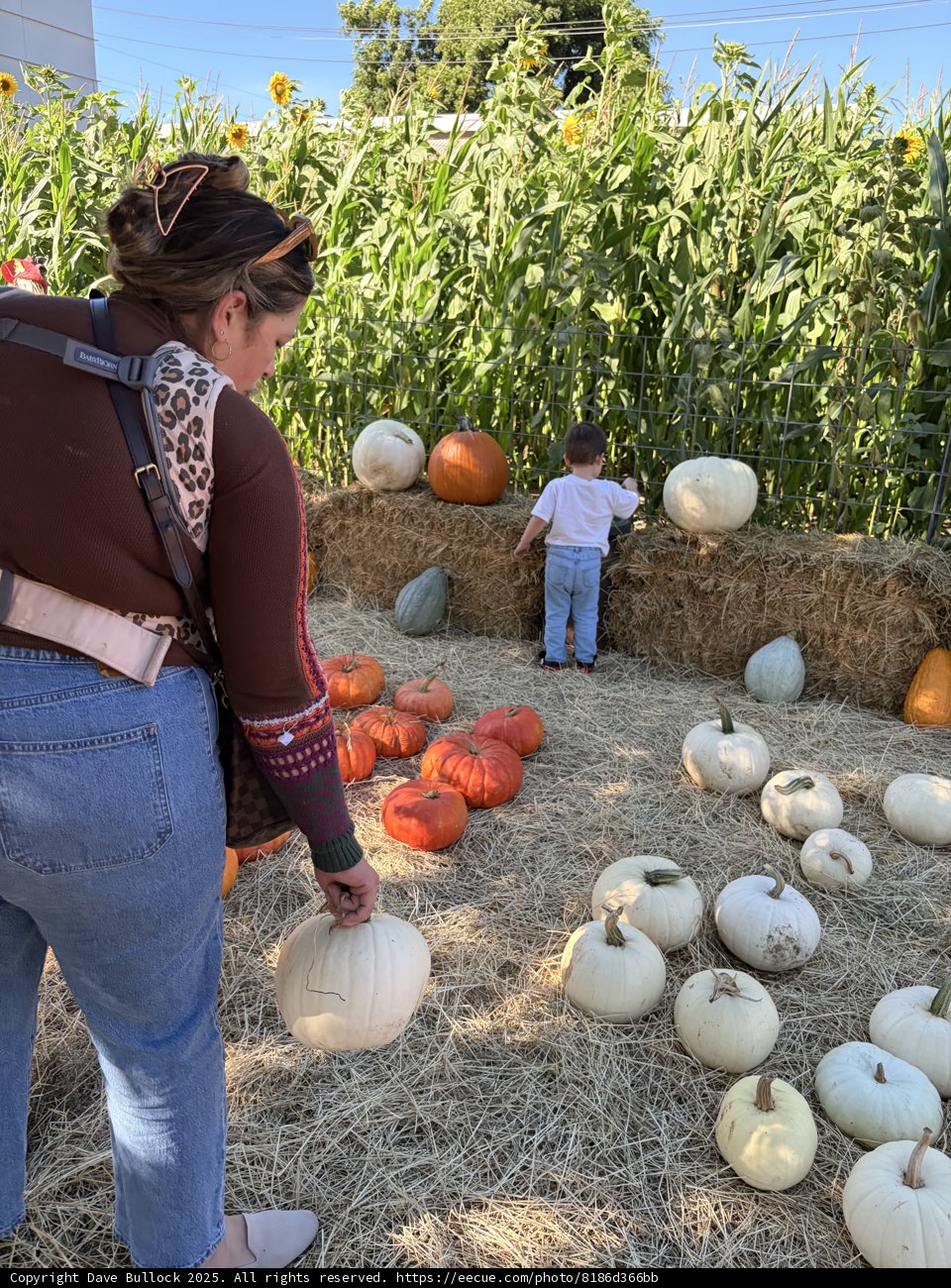 Harvest Moments in Santa Rosa