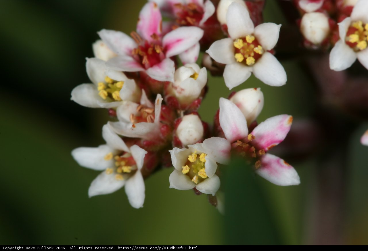 Whimsical Pink and White Blossom