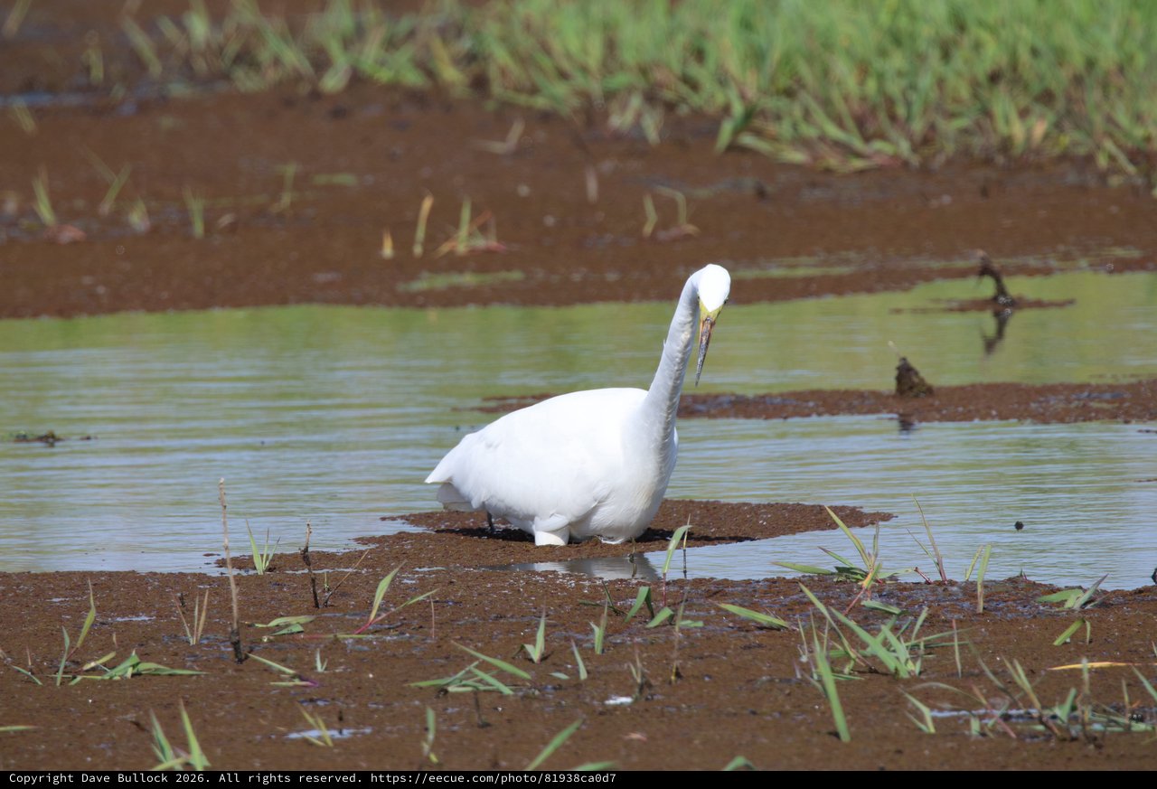 Snowy Egret Preening in Flooded Agricultural Wetland