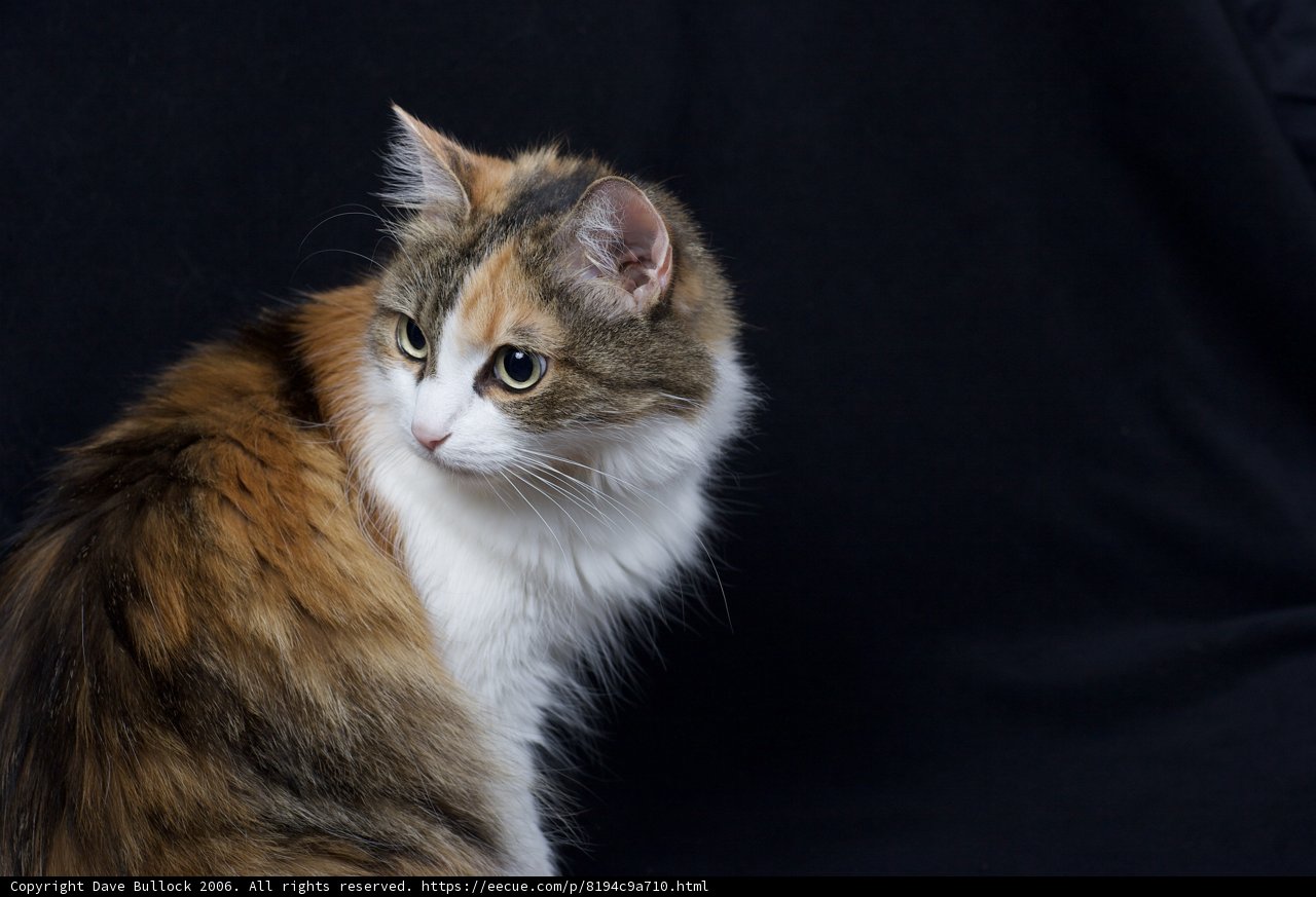 Majestic Calico Cat