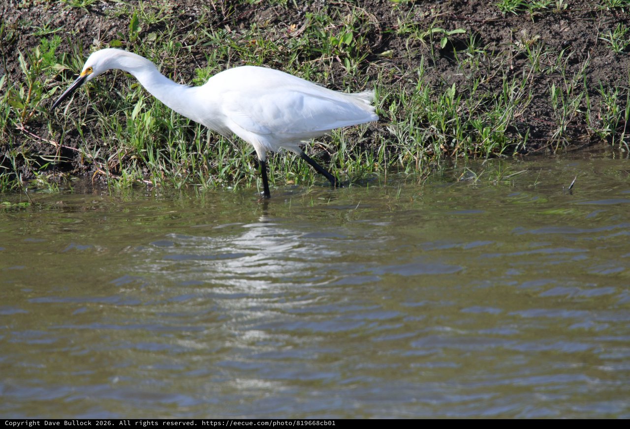 Snowy Egret Foraging in Shallow Wetland Waters