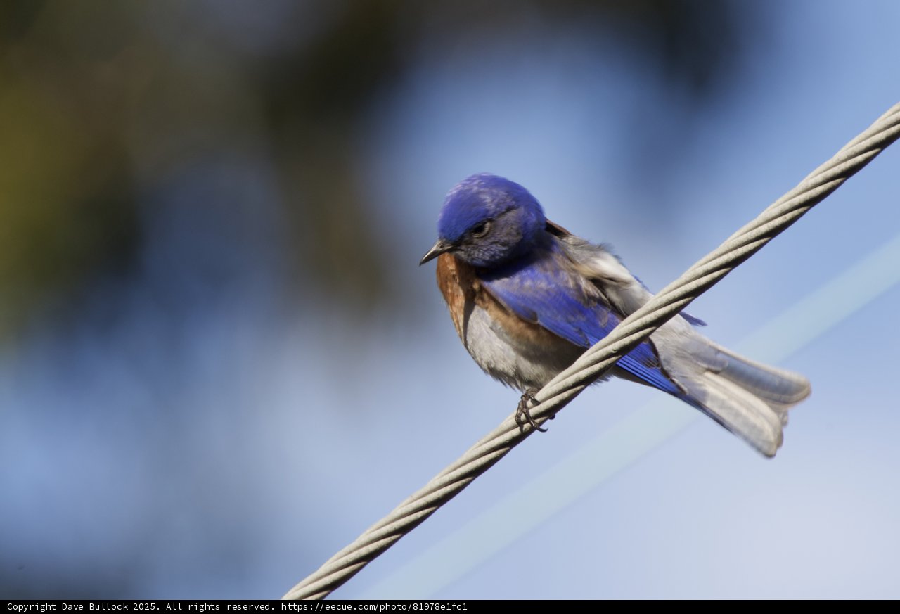 Perched Elegance: A Moment with a Blue Beauty