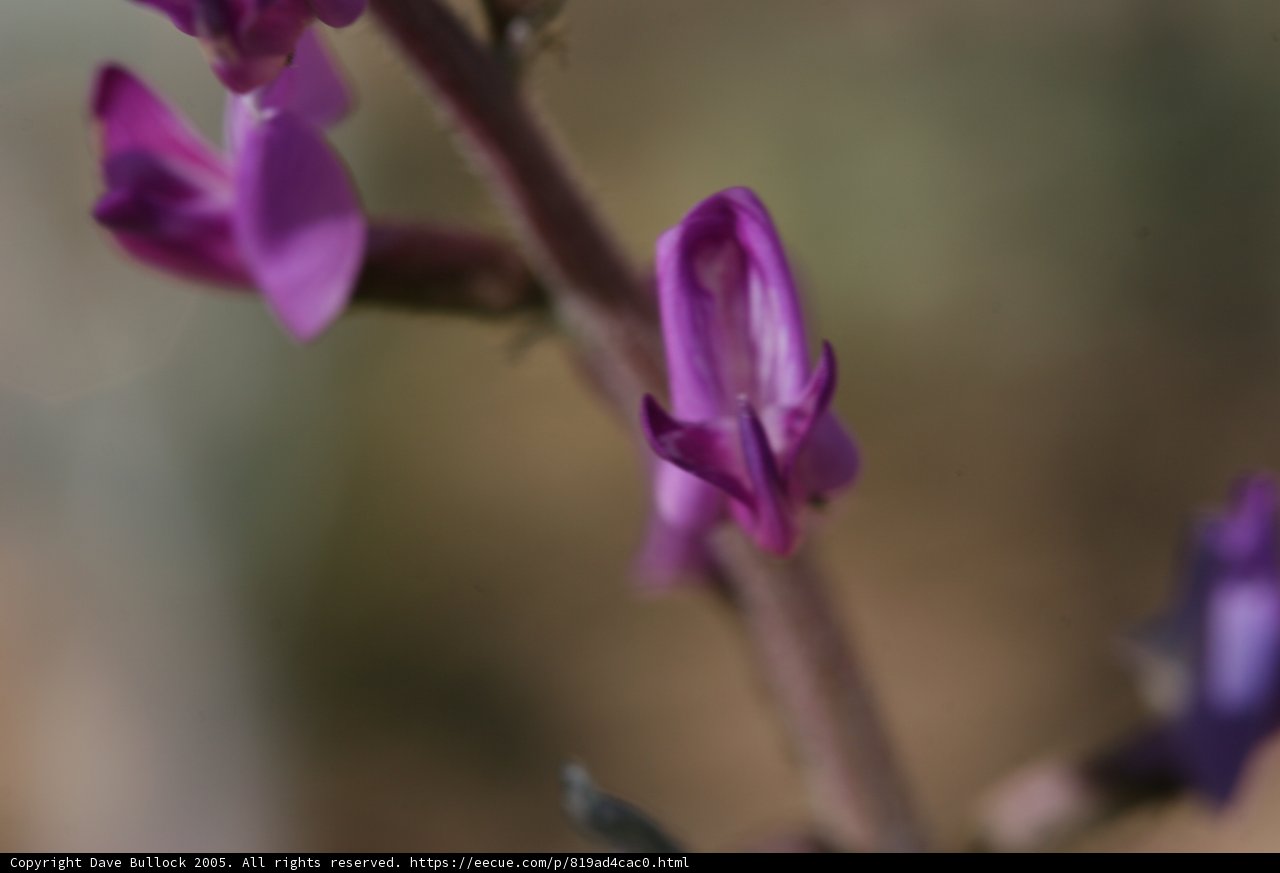 Purple Orchid in Bloom