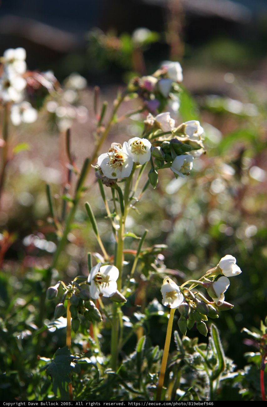 A Delicate Cluster of White Flowers