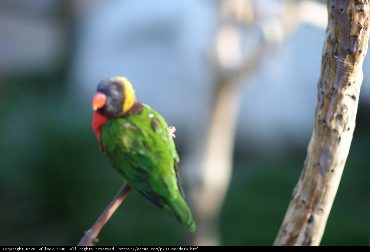 Vibrant Parakeet on a Branch