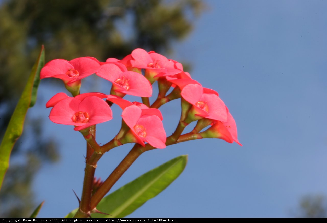 Pink Geranium in Front of a Blue Sky