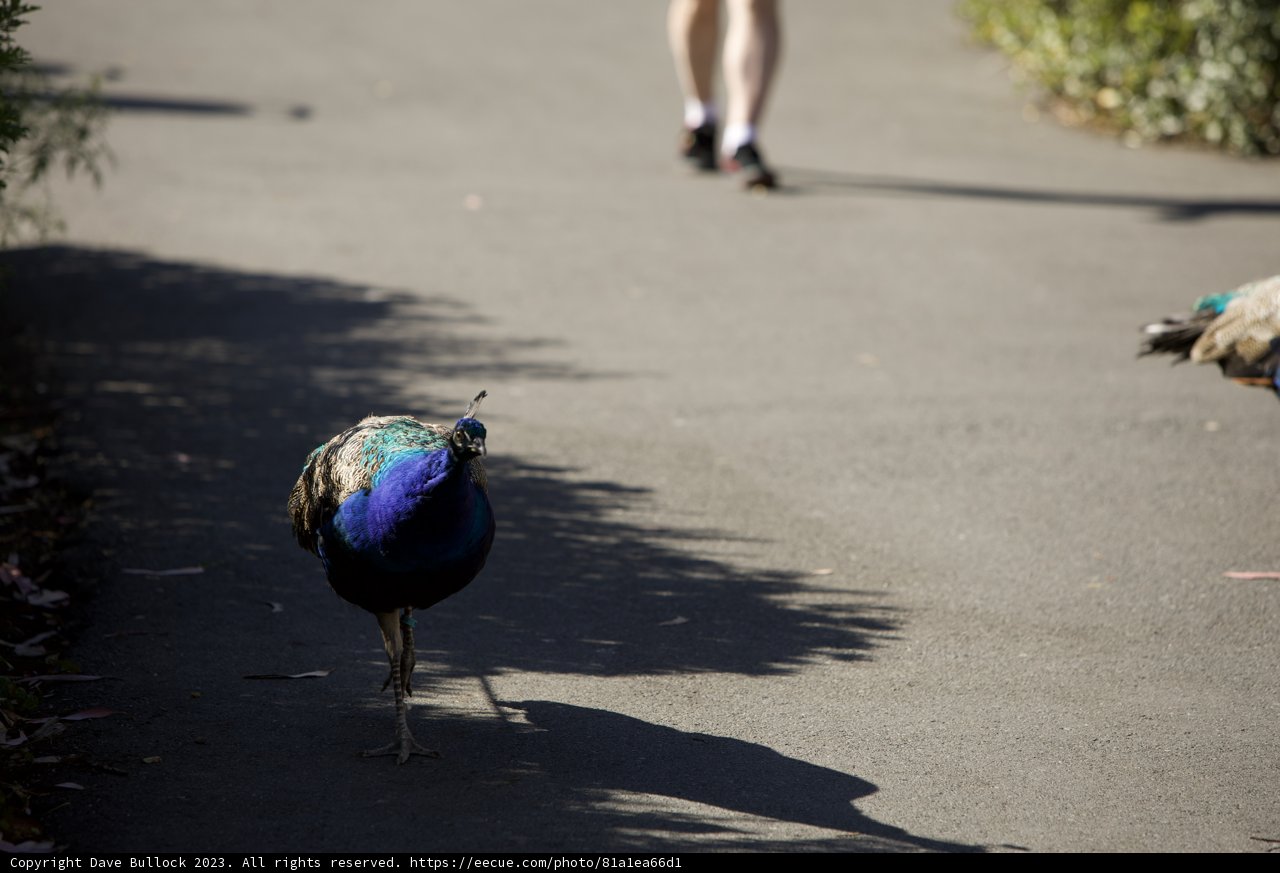 Majestic Peacock Encounter at San Francisco Zoo