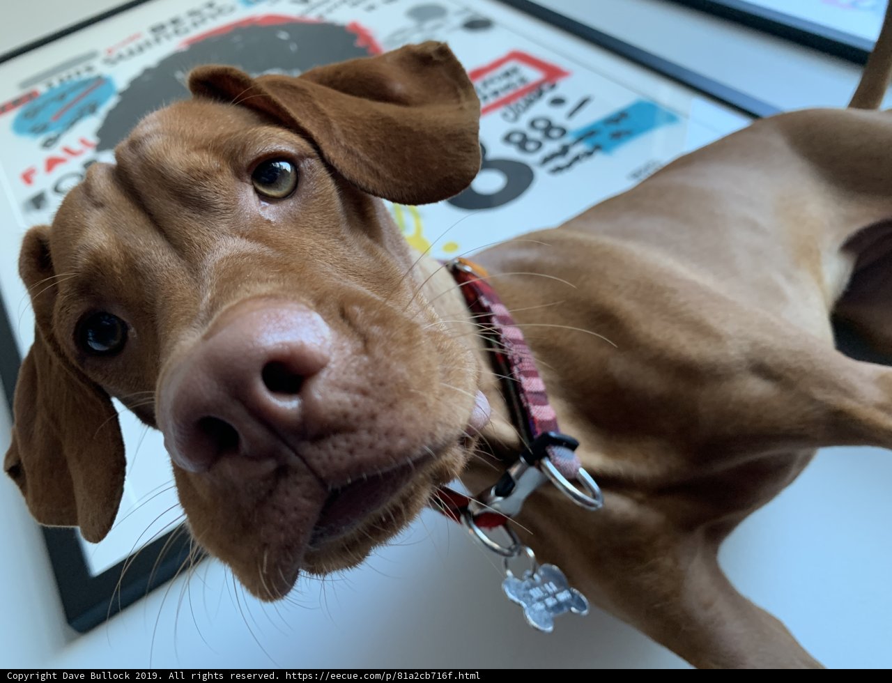 San Francisco's Most Adorable Vizsla