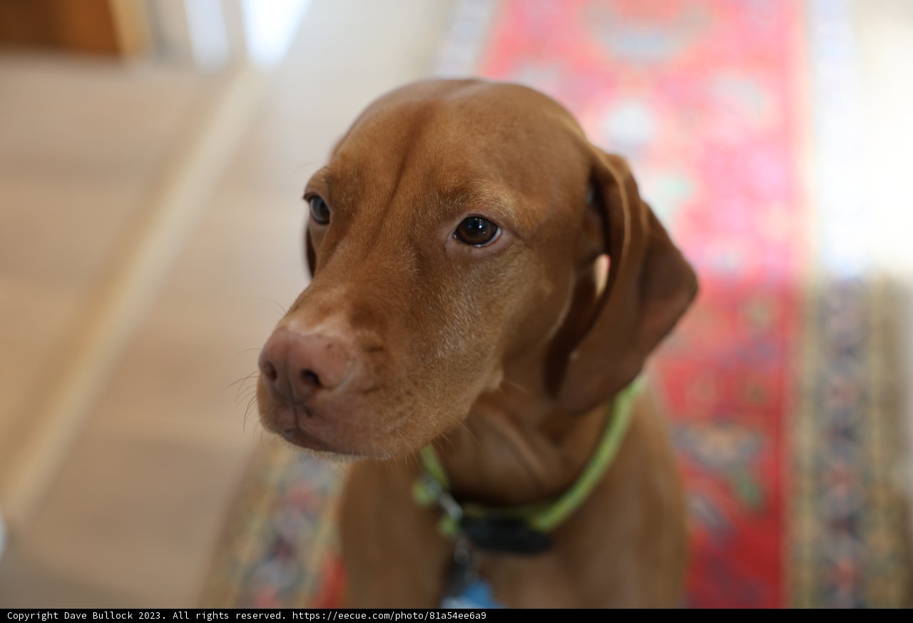 The Regal Labrador