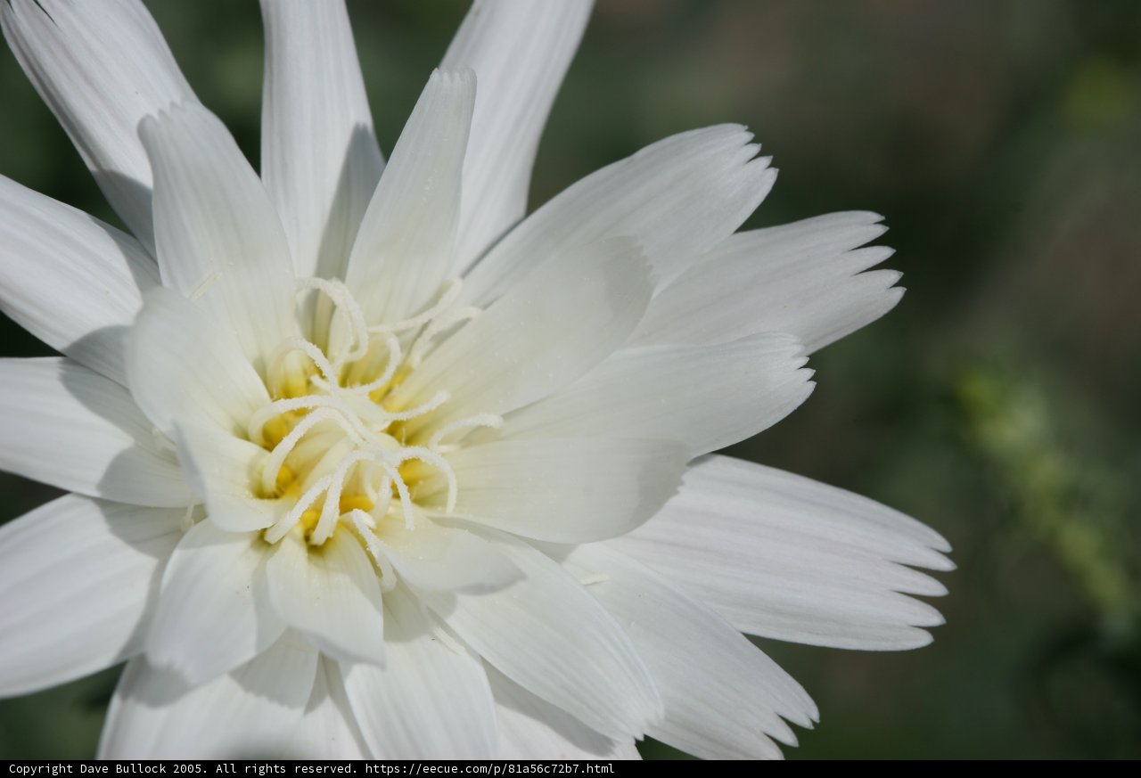 White Daisy with Yellow Center