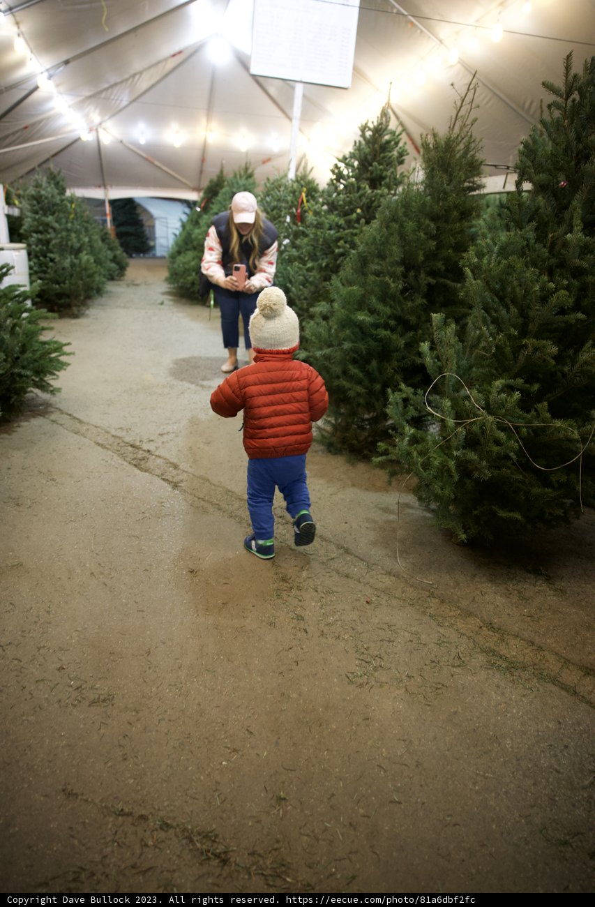 Choosing the Perfect Tree: A Festive Adventure