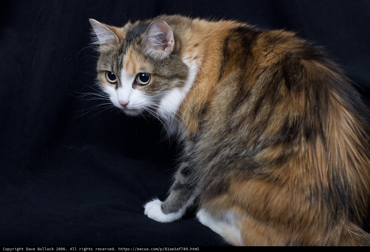 Calico Cutie