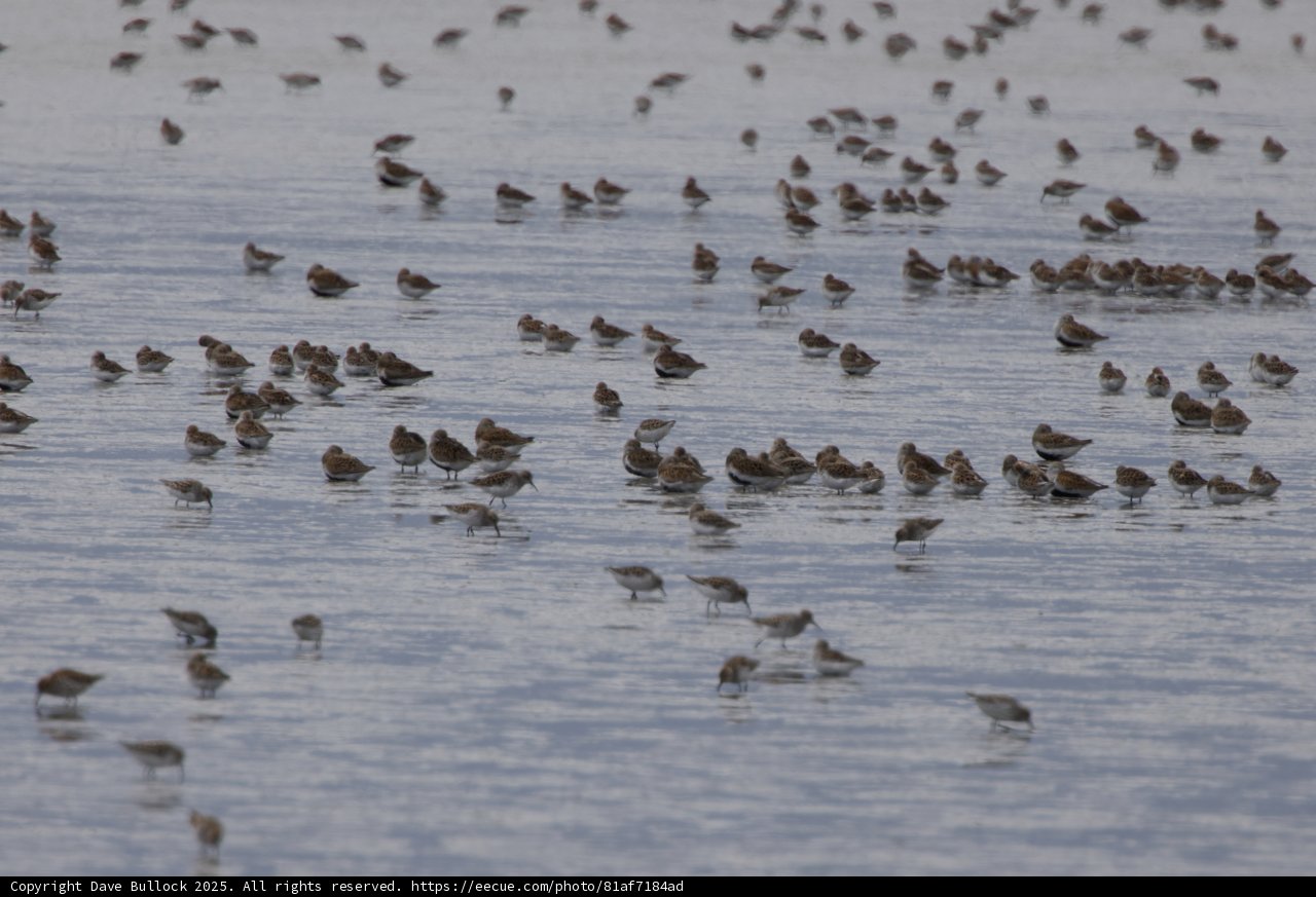 Flock in Flight: A Serene Gathering