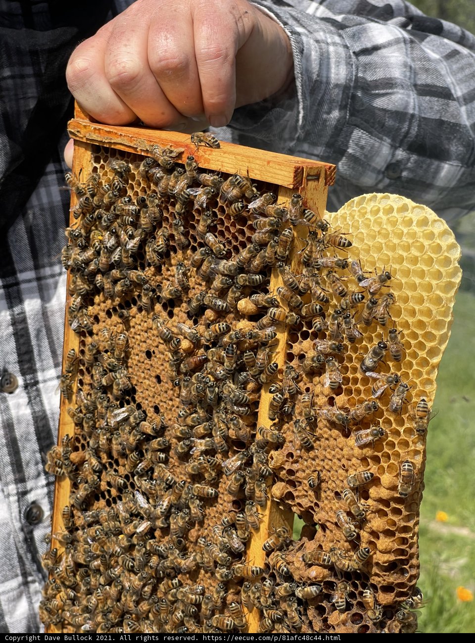 The Beekeeper and his Buzzing Friends