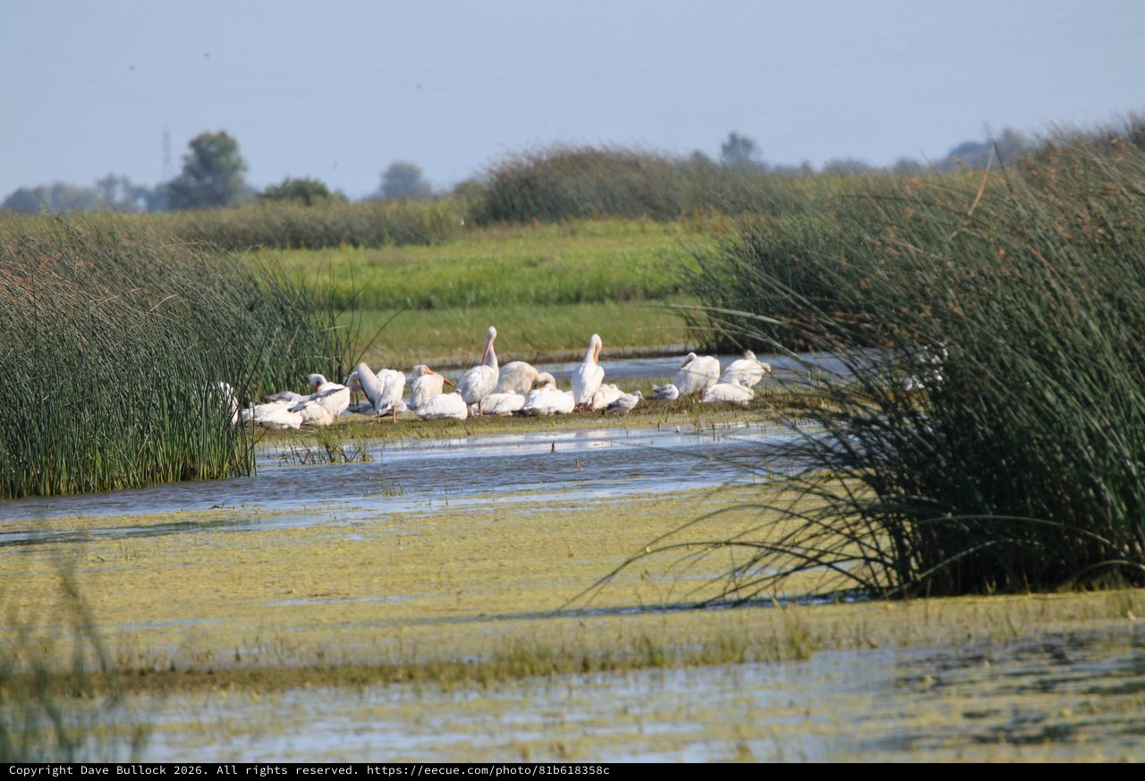 White Pelicans Resting in Yolo Bypass Wetlands