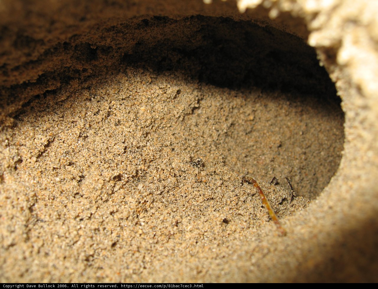 Hidden Arthropod