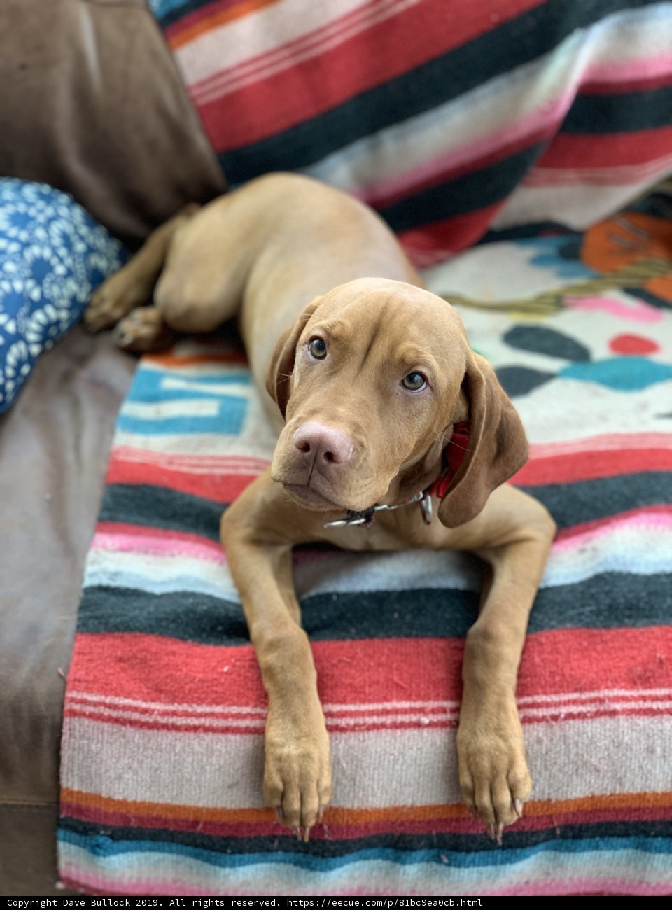 Comfy Canine on Colorful Couch