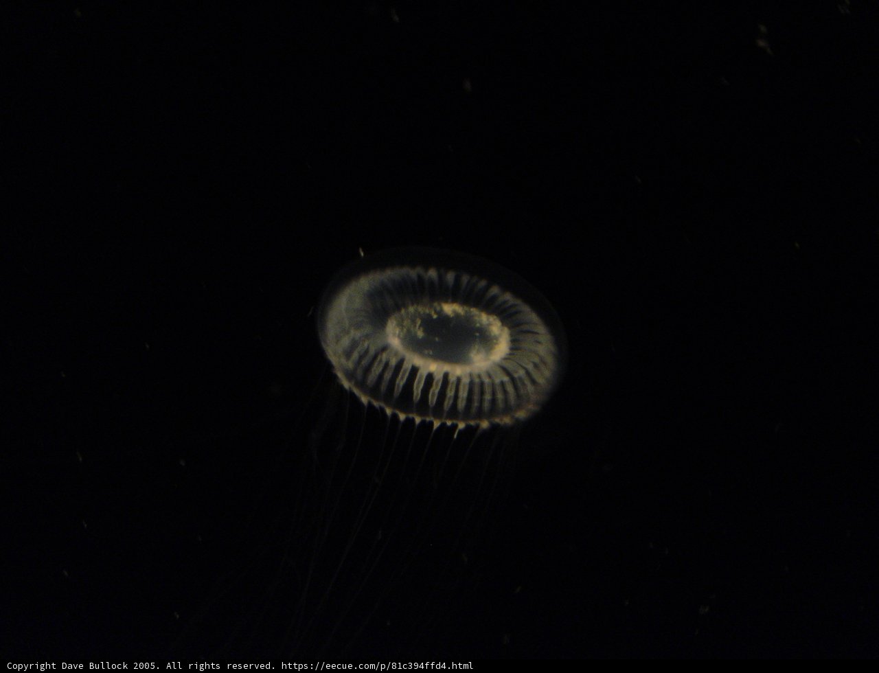 Illuminating the Invertebrate