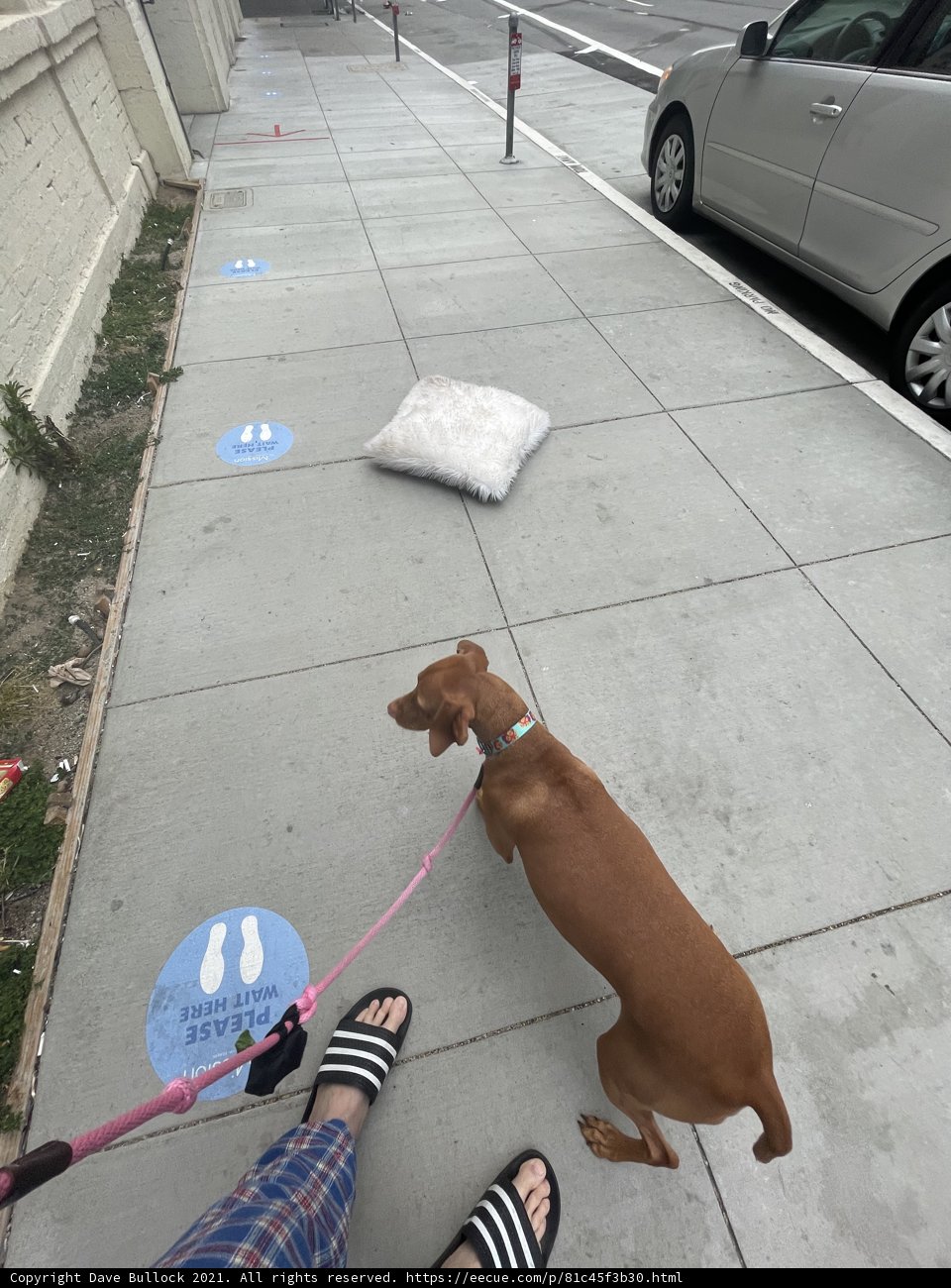 Urban Dog Walking