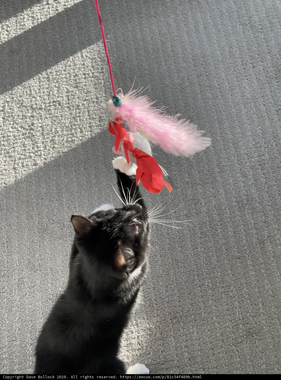 Feline Fun with Feather Boa Toy