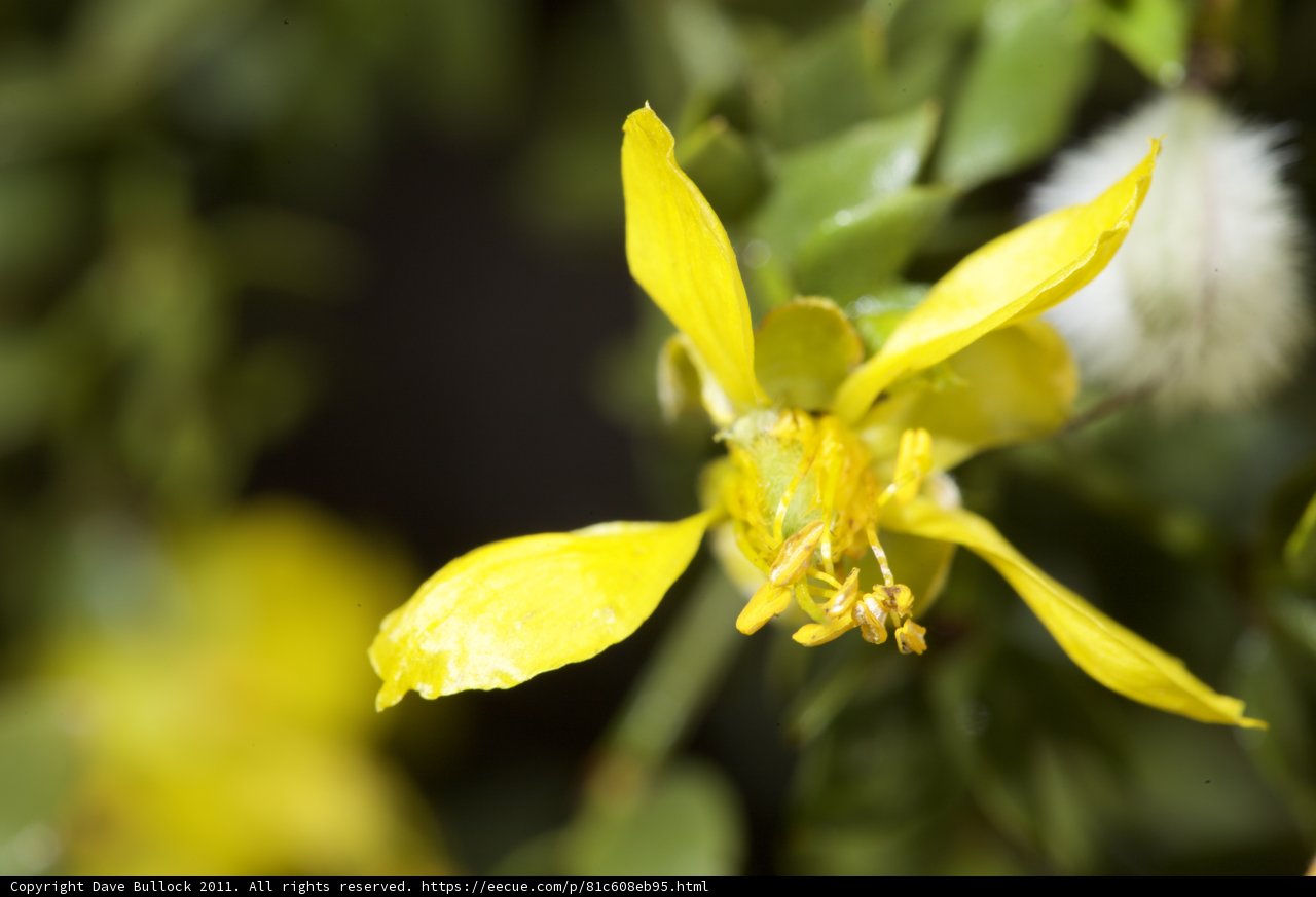 Glorious Pollen on a Yellow Flower