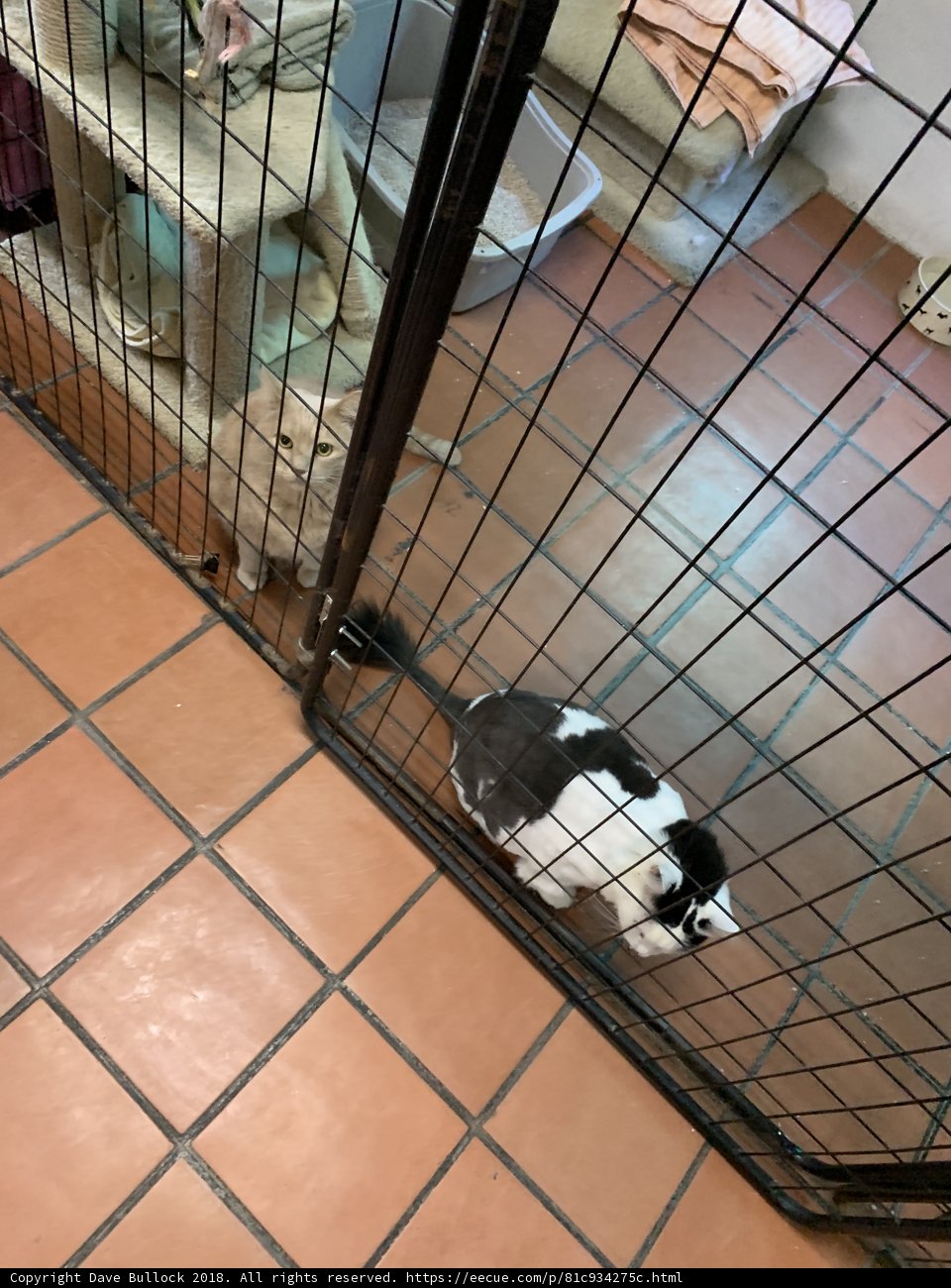 Imprisoned Feline