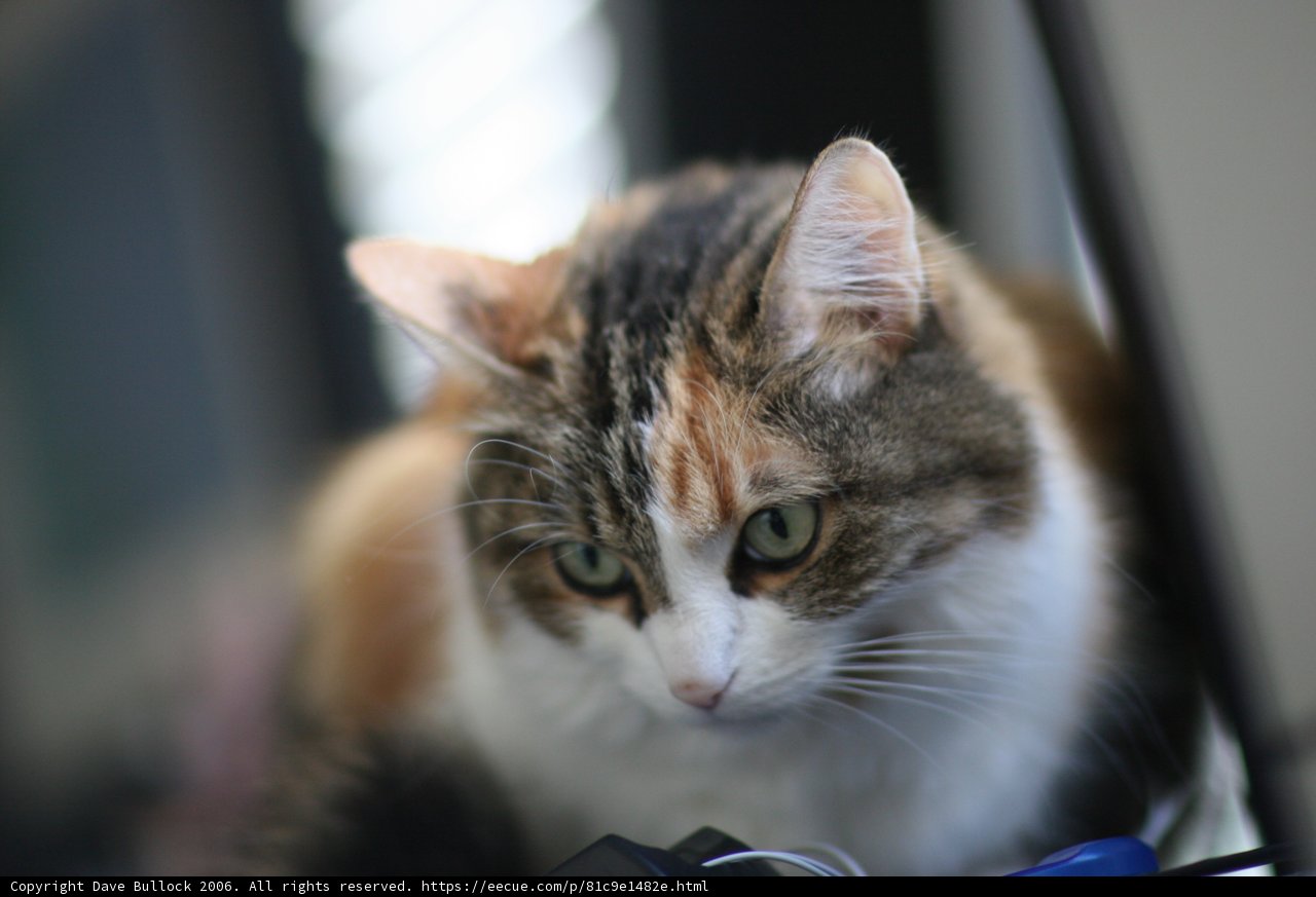 Tabletop Feline