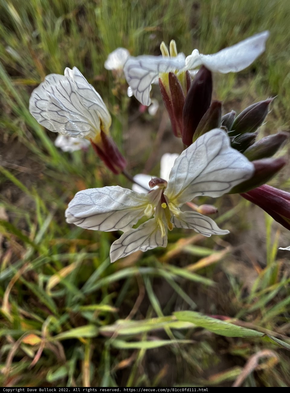 White Flowers in the Grass