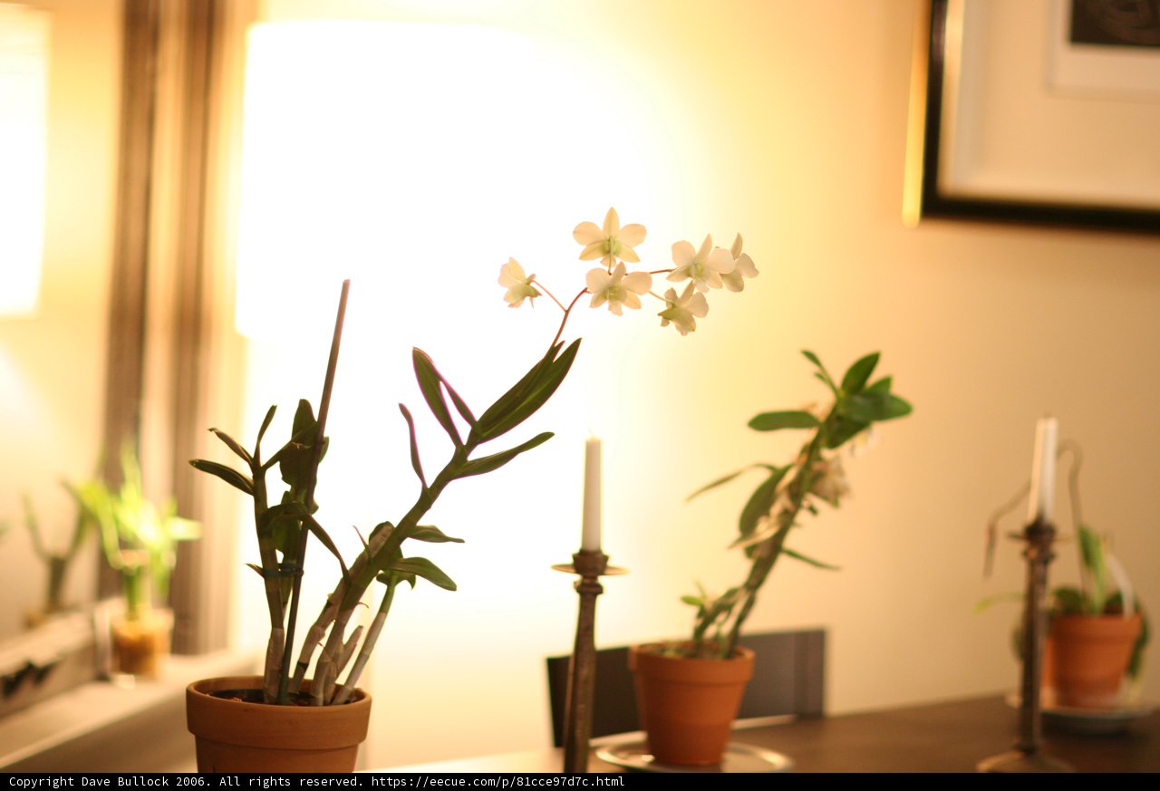 Artful Ikebana Arrangement