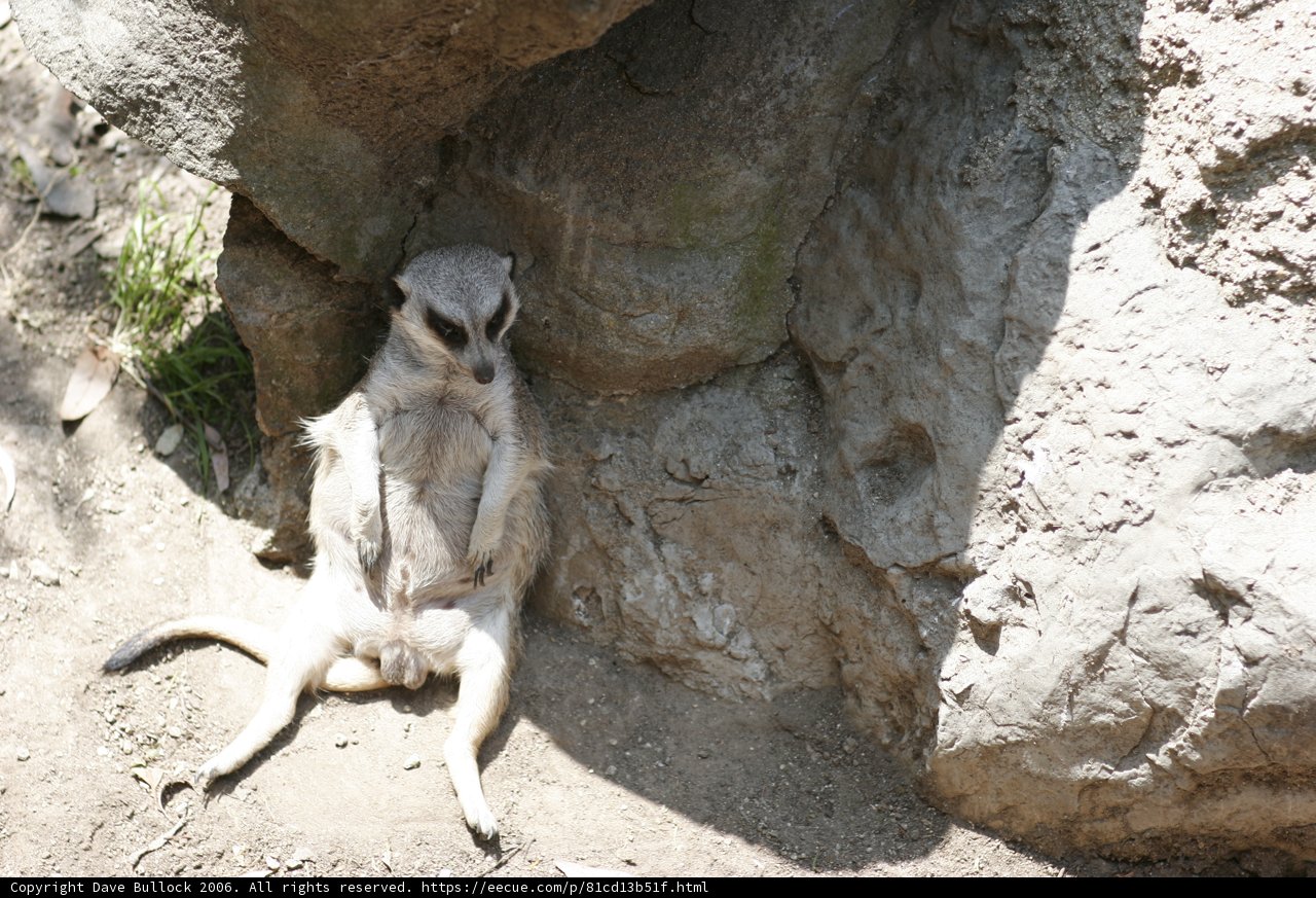 Meerkat Surveying its Kingdom