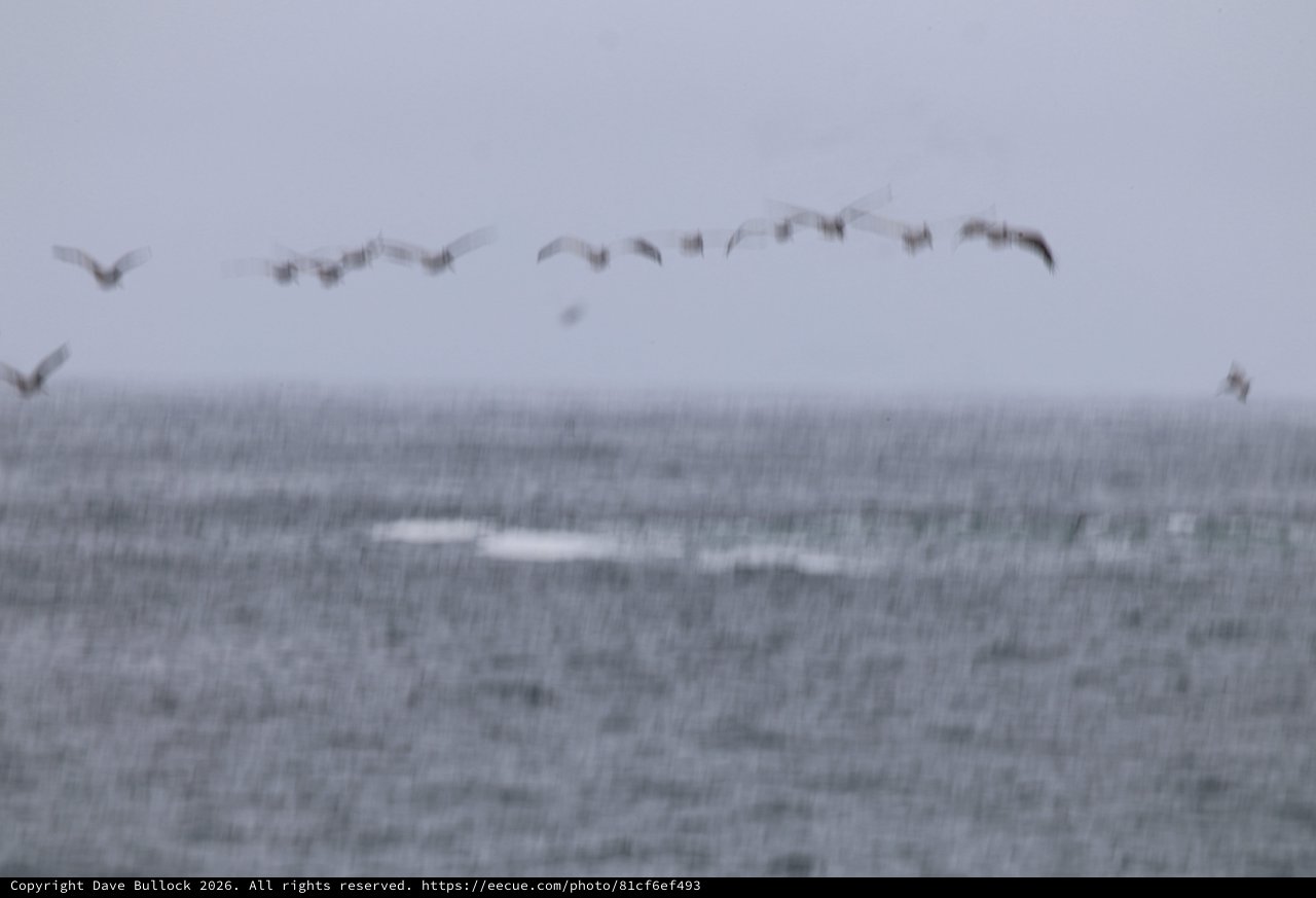 Pelicans Flying in Formation Over Stormy Seas
