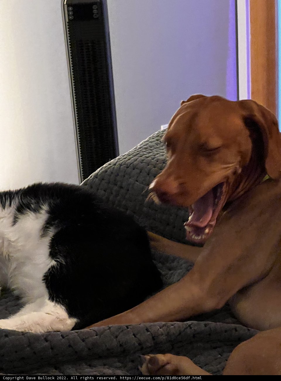 Comfy Couch Companions