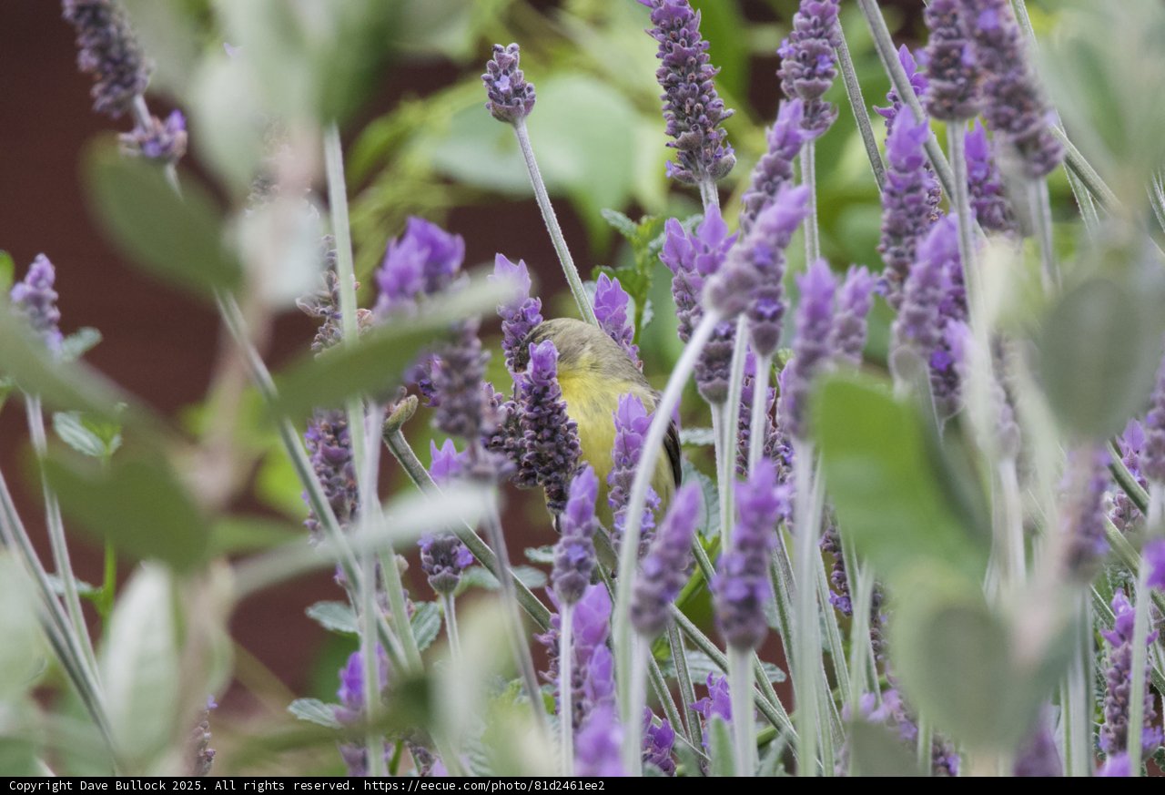 Harmony in Lavender