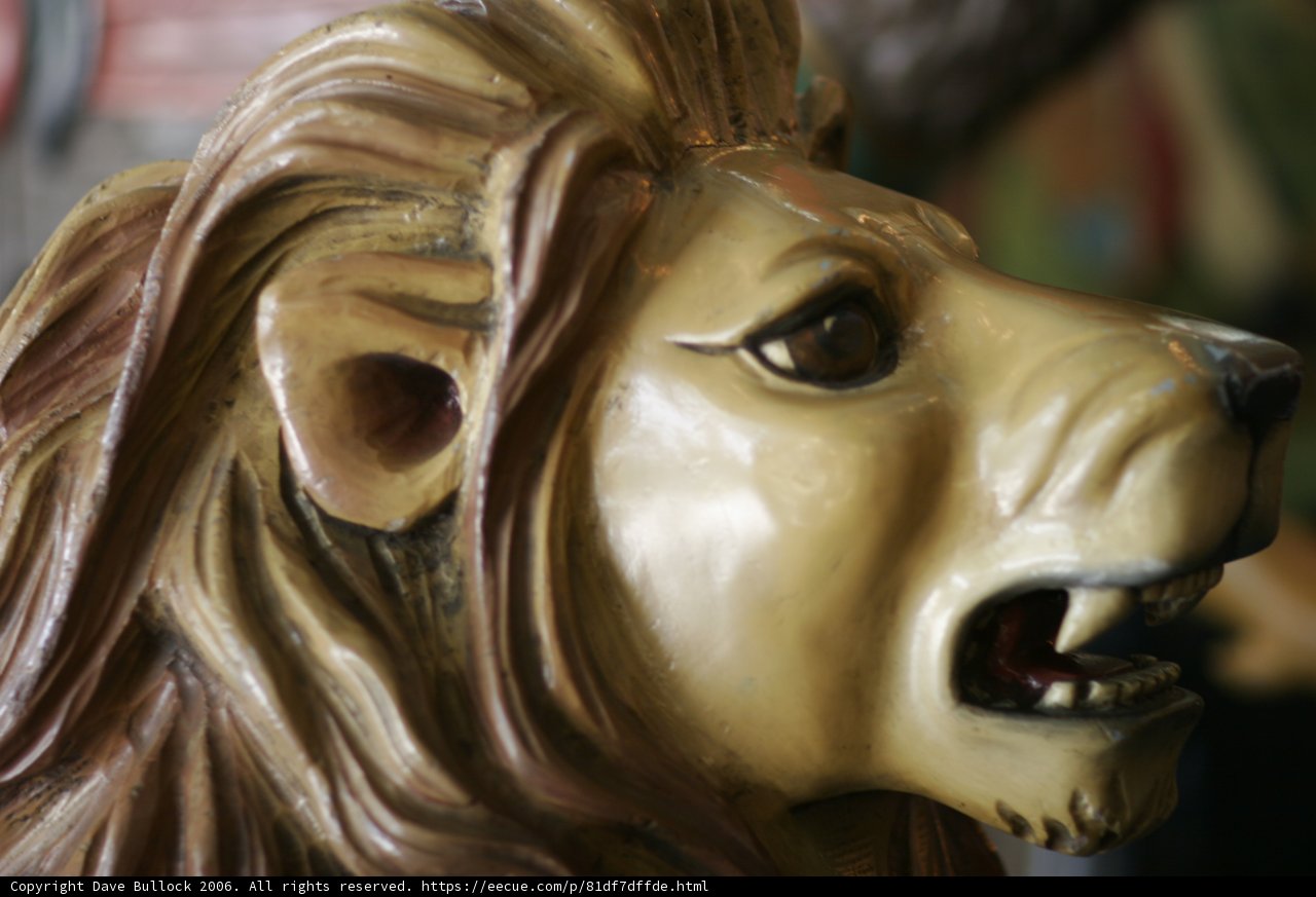 Lion's Captive Gaze