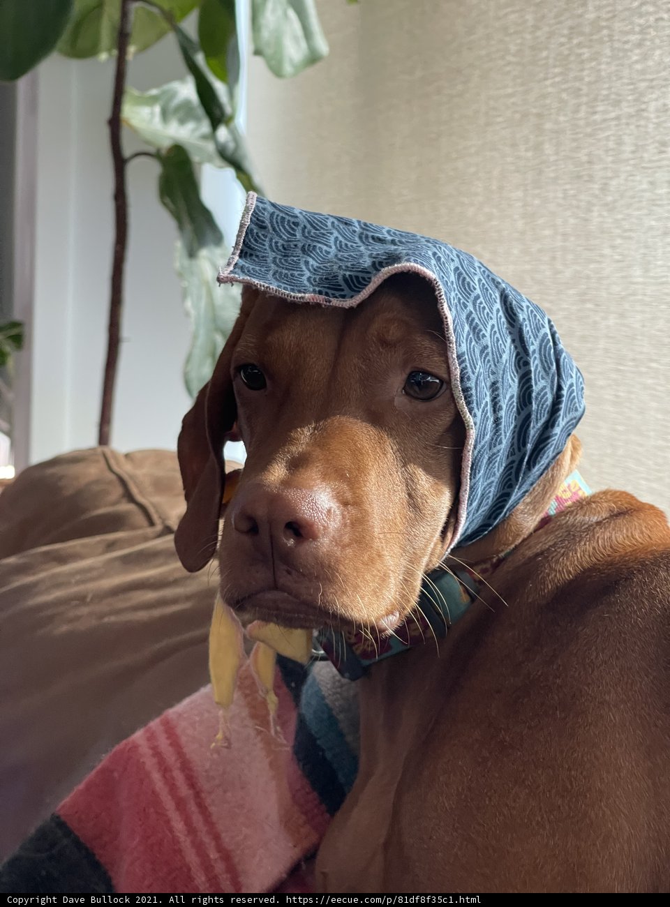 Stylish Pup in Blue