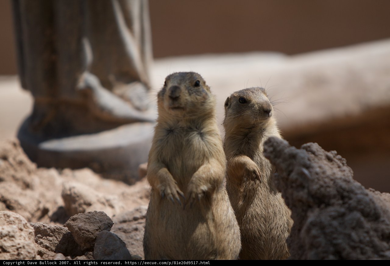 Playful Prairie Dogs